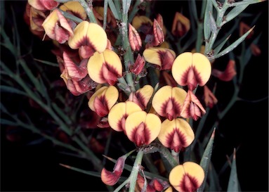 APII jpeg image of Daviesia nudiflora subsp. drummondii  © contact APII