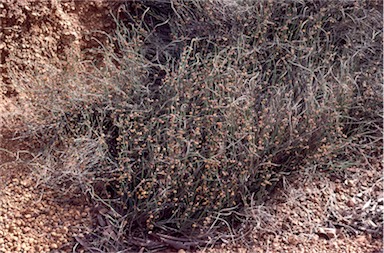 APII jpeg image of Daviesia debilior subsp. sinuans  © contact APII