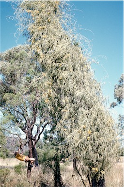 APII jpeg image of Parsonsia eucalyptophylla,<br/>Eremophila mitchellii  © contact APII