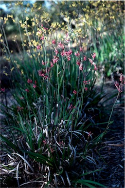 APII jpeg image of Anigozanthos 'Pink Joey'  © contact APII