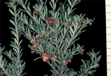 APII jpeg image of Grevillea 'Little Thicket'  © contact APII