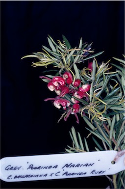 APII jpeg image of Grevillea 'Poorinda Marian'  © contact APII