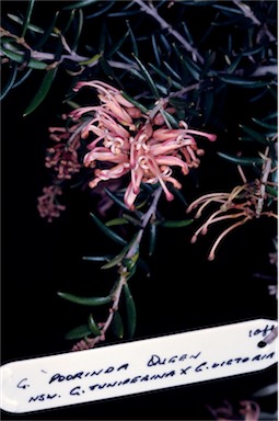 APII jpeg image of Grevillea 'Poorinda Queen'  © contact APII