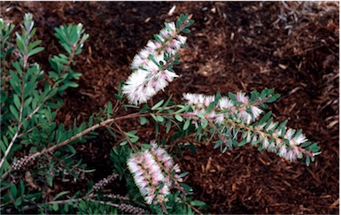 APII jpeg image of Callistemon citrinus 'Angela'  © contact APII