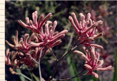 APII jpeg image of Anigozanthos 'Pink Joey'  © contact APII