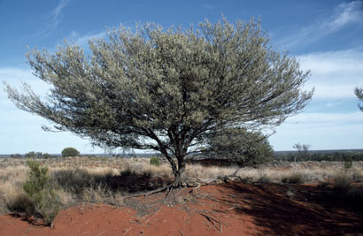 APII jpeg image of Acacia aneura  © contact APII