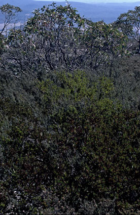 APII jpeg image of Acacia alpina,<br/>Leptospermum namadgiensis  © contact APII