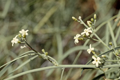 APII jpeg image of Jasminum didymum subsp. lineare  © contact APII