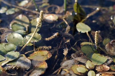 APII jpeg image of Potamogeton tricarinatus  © contact APII