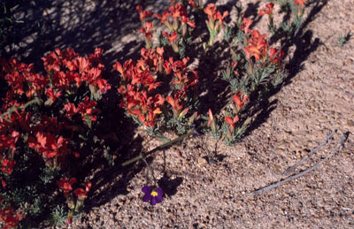 APII jpeg image of Lechenaultia longiloba  © contact APII