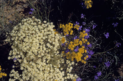 APII jpeg image of Dampiera juncea,<br/>Verticordia chrysantha  © contact APII
