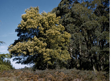 APII jpeg image of Acacia melanoxylon  © contact APII