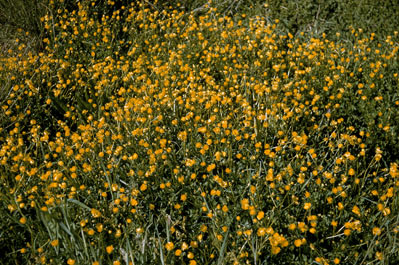 APII jpeg image of Ranunculus repens  © contact APII