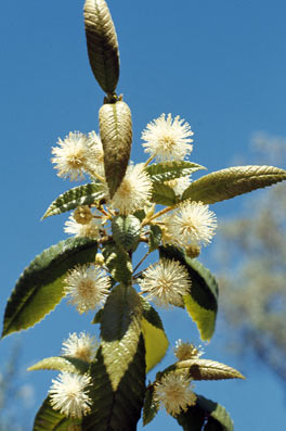 APII jpeg image of Callicoma serratifolia  © contact APII