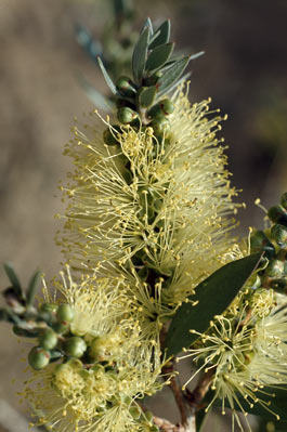 APII jpeg image of Callistemon pallidus  © contact APII