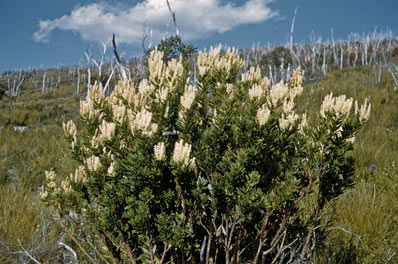 APII jpeg image of Agastachys odorata  © contact APII