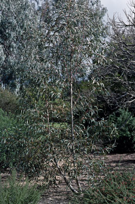 APII jpeg image of Eucalyptus gregsoniana  © contact APII