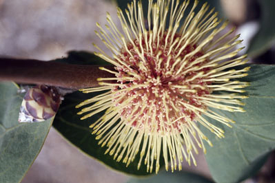 APII jpeg image of Hakea petiolaris  © contact APII