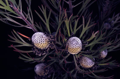 APII jpeg image of Isopogon anemonifolius  © contact APII