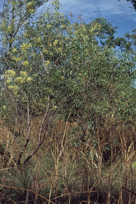 APII jpeg image of Acacia oncinocarpa  © contact APII