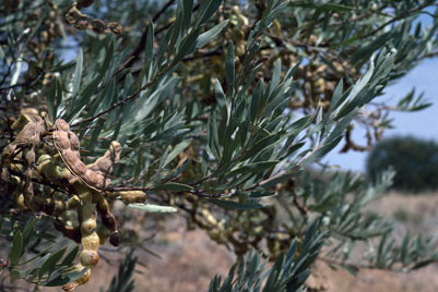 APII jpeg image of Acacia cuthbertsonii subsp. cuthbertsonii  © contact APII