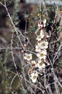 APII jpeg image of Leptospermum squarrosum  © contact APII