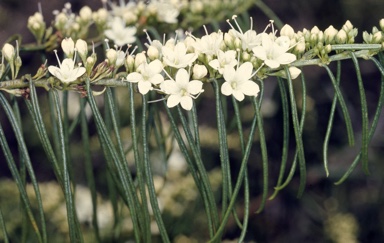 APII jpeg image of Myoporum floribundum  © contact APII