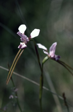 APII jpeg image of Diuris punctata  © contact APII