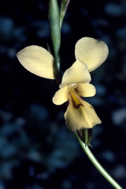 APII jpeg image of Diuris drummondii  © contact APII