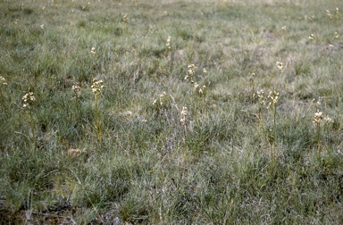 APII jpeg image of Diuris sulphurea  © contact APII