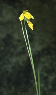 APII jpeg image of Diuris pedunculata  © contact APII