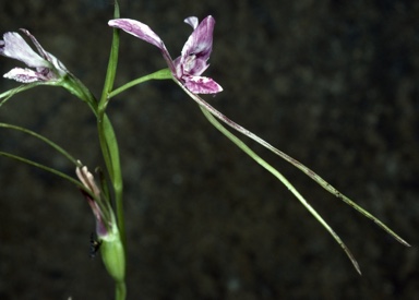 APII jpeg image of Diuris cuneata  © contact APII