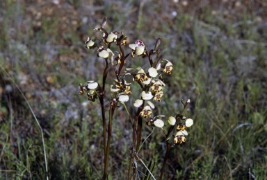 APII jpeg image of Diuris maculata  © contact APII