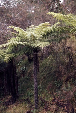 APII jpeg image of Cyathea australis  © contact APII