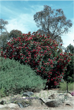 APII jpeg image of Telopea 'Braidwood Brilliant'  © contact APII