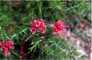 APII jpeg image of Grevillea 'Scarlet Sprite'  © contact APII