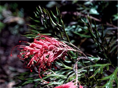 APII jpeg image of Grevillea 'Robyn Gordon'  © contact APII