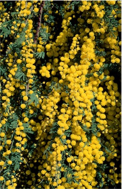 APII jpeg image of Acacia cardiophylla 'Gold Lace'  © contact APII
