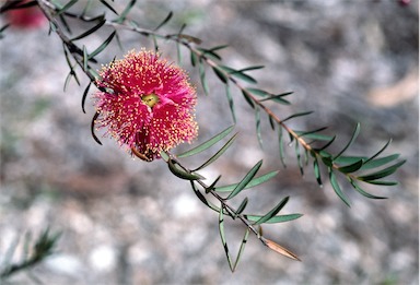 APII jpeg image of Melaleuca fulgens  © contact APII