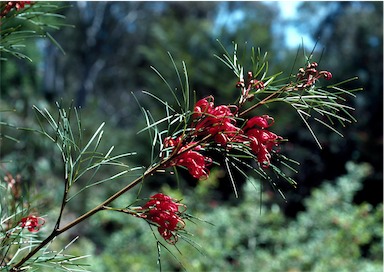 APII jpeg image of Grevillea johnsonii x wilsonii  © contact APII