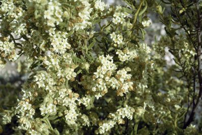 APII jpeg image of Commersonia craurophylla  © contact APII