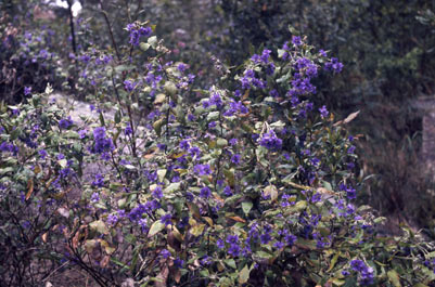 APII jpeg image of Dampiera purpurea  © contact APII