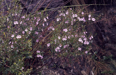 APII jpeg image of Prostanthera linearis  © contact APII