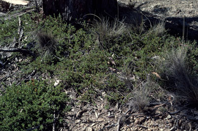 APII jpeg image of Podolobium procumbens  © contact APII