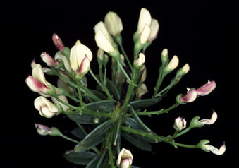 APII jpeg image of Daviesia chapmanii  © contact APII
