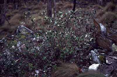 APII jpeg image of Olearia pannosa  © contact APII