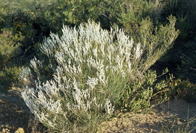 APII jpeg image of Conospermum canalaliculatum  © contact APII