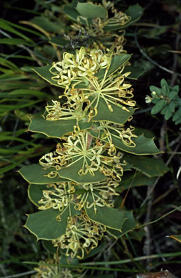 APII jpeg image of Hakea prostrata  © contact APII