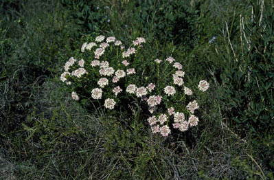 APII jpeg image of Pimelea ferruginea  © contact APII