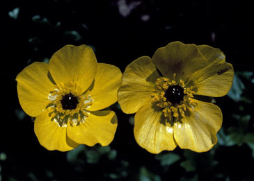 APII jpeg image of Ranunculus graniticolus  © contact APII